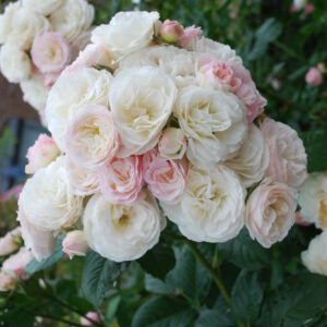 bouquet parfait 100620 2 scaled.jpg