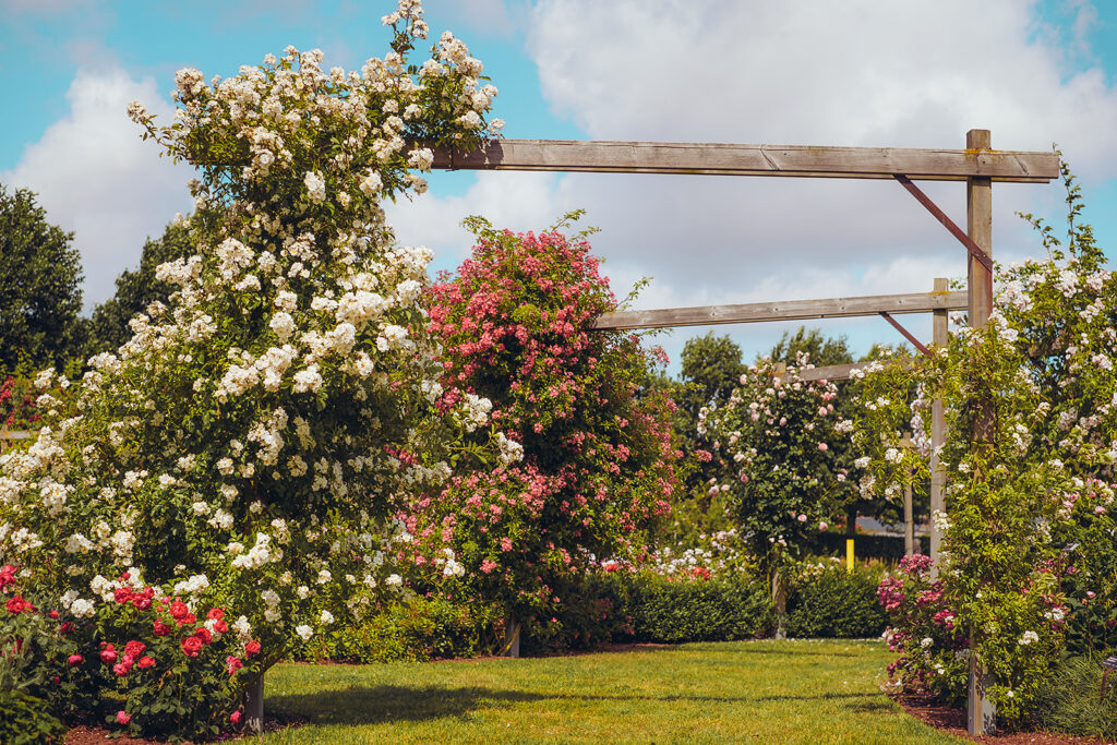 Lens Roses - Oudenburg lens roses 2025