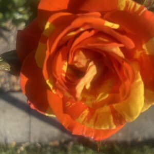orange and lemon.jpg