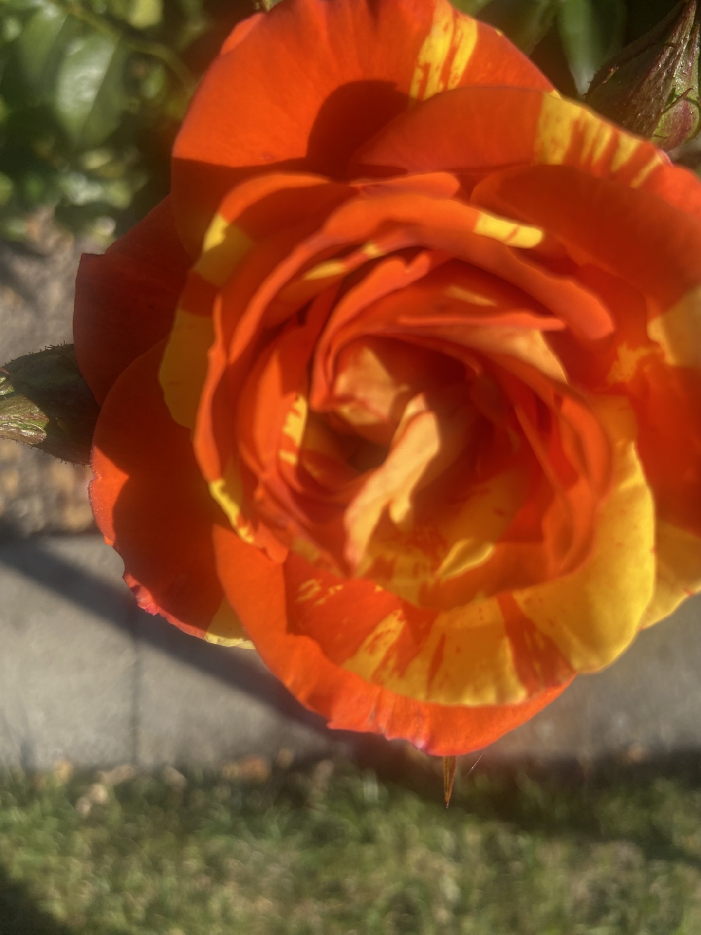 orange and lemon.jpg orange and lemon.jpg