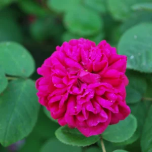 rose de rescht 140524 1