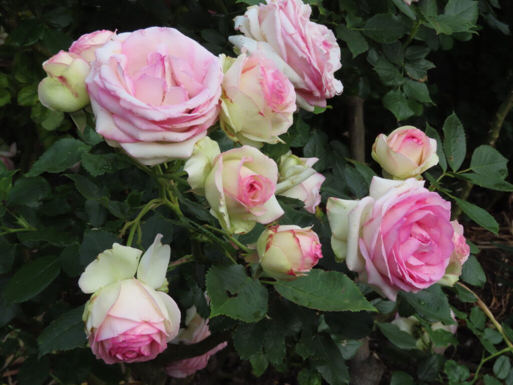 'eden rose'
