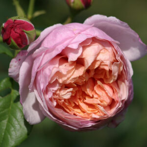 pieter paul rubens