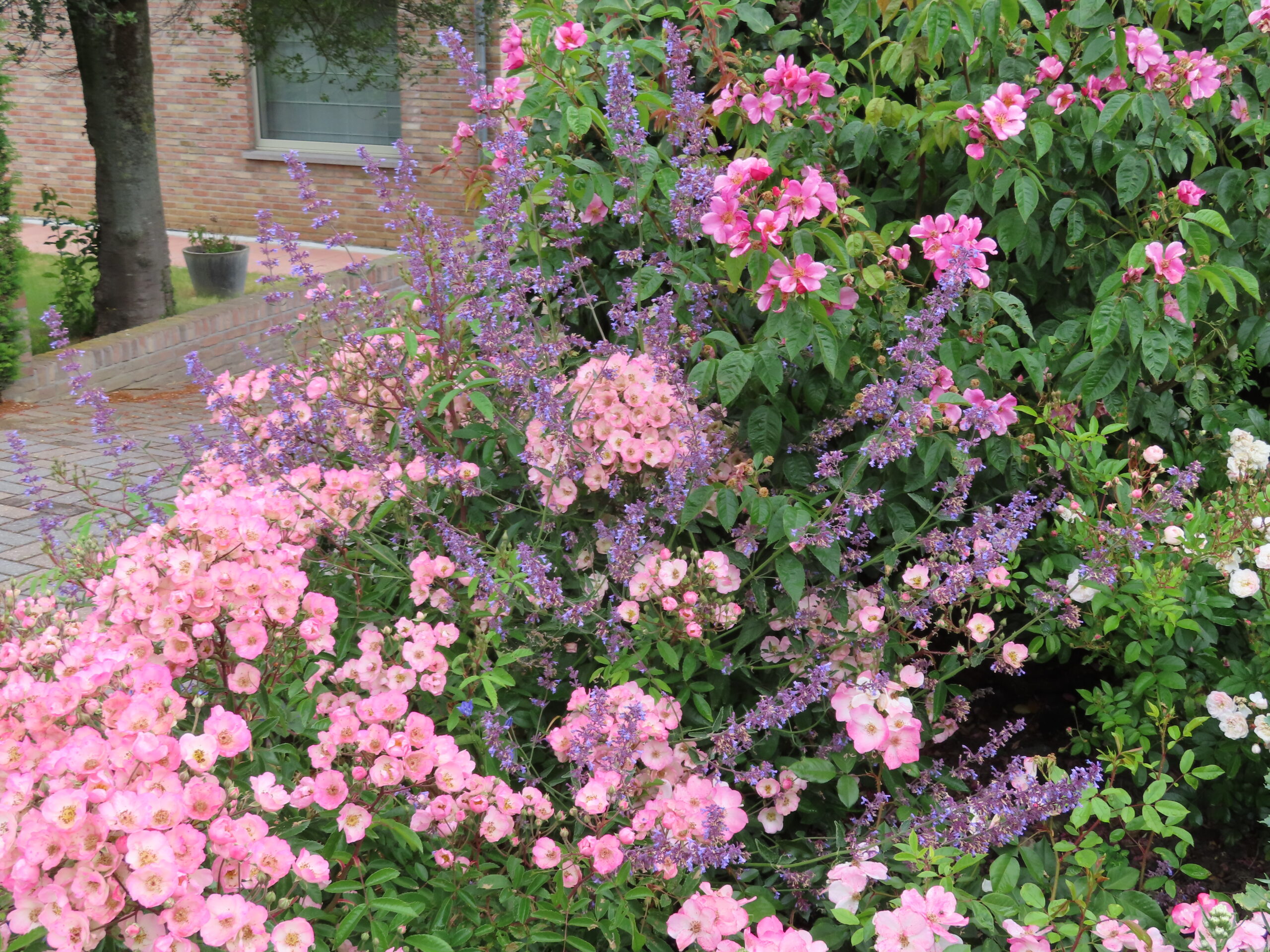 rosa 'alden biesen' en 'patricia beucher' met nepeta